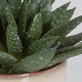 UTTERMOST Doha Succulent Accent - Decorative Accents