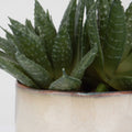 UTTERMOST Doha Succulent Accent - Decorative Accents