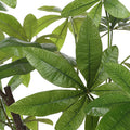 UTTERMOST Pachira Money Tree - Decorative Accents