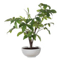 UTTERMOST PACHIRA MONEY TREE - Decorative Accents