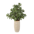 UTTERMOST Crassula Jade Accent Plant - Decorative Accents