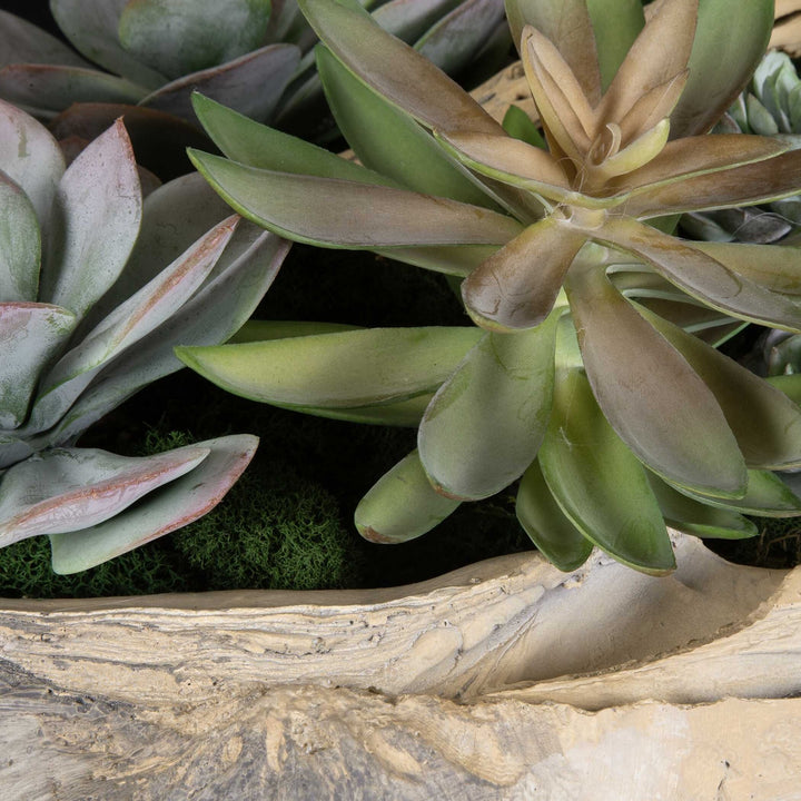 UTTERMOST Seaside Breeze Succulents - Decorative Accents