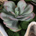 UTTERMOST SEASIDE BREEZE SUCCULENTS - Decorative Accents