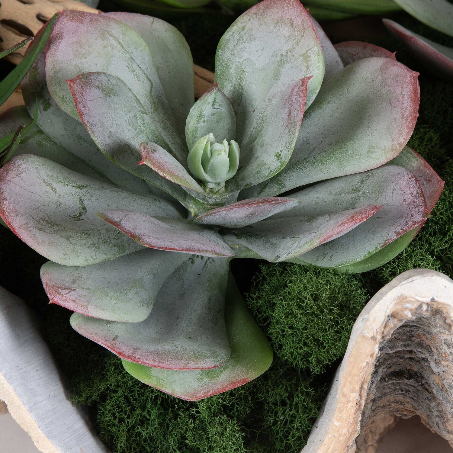 UTTERMOST SEASIDE BREEZE SUCCULENTS - Decorative Accents