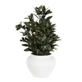 UTTERMOST Elena Olive Centerpiece - Decorative Accents