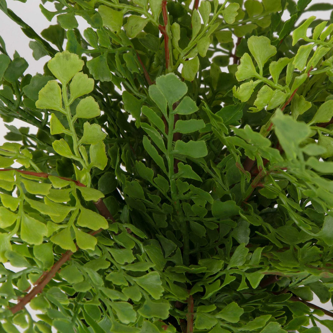UTTERMOST Maidenhair Fern - Decorative Accents
