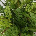 UTTERMOST MAIDENHAIR FERN - Decorative Accents