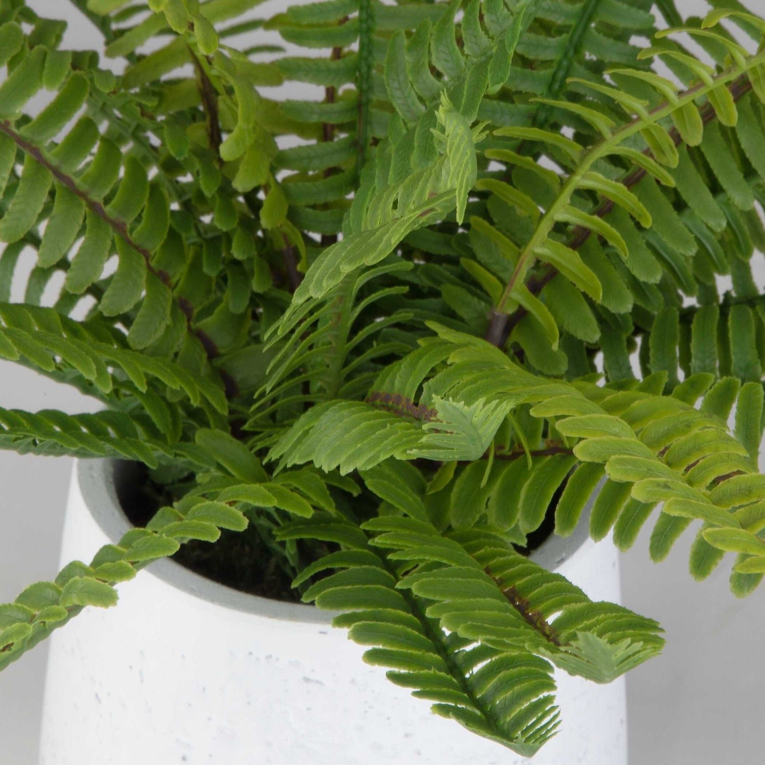 UTTERMOST Boston Fern - Decorative Accents