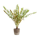 UTTERMOST Zamia Palm Accent - Decorative Accents