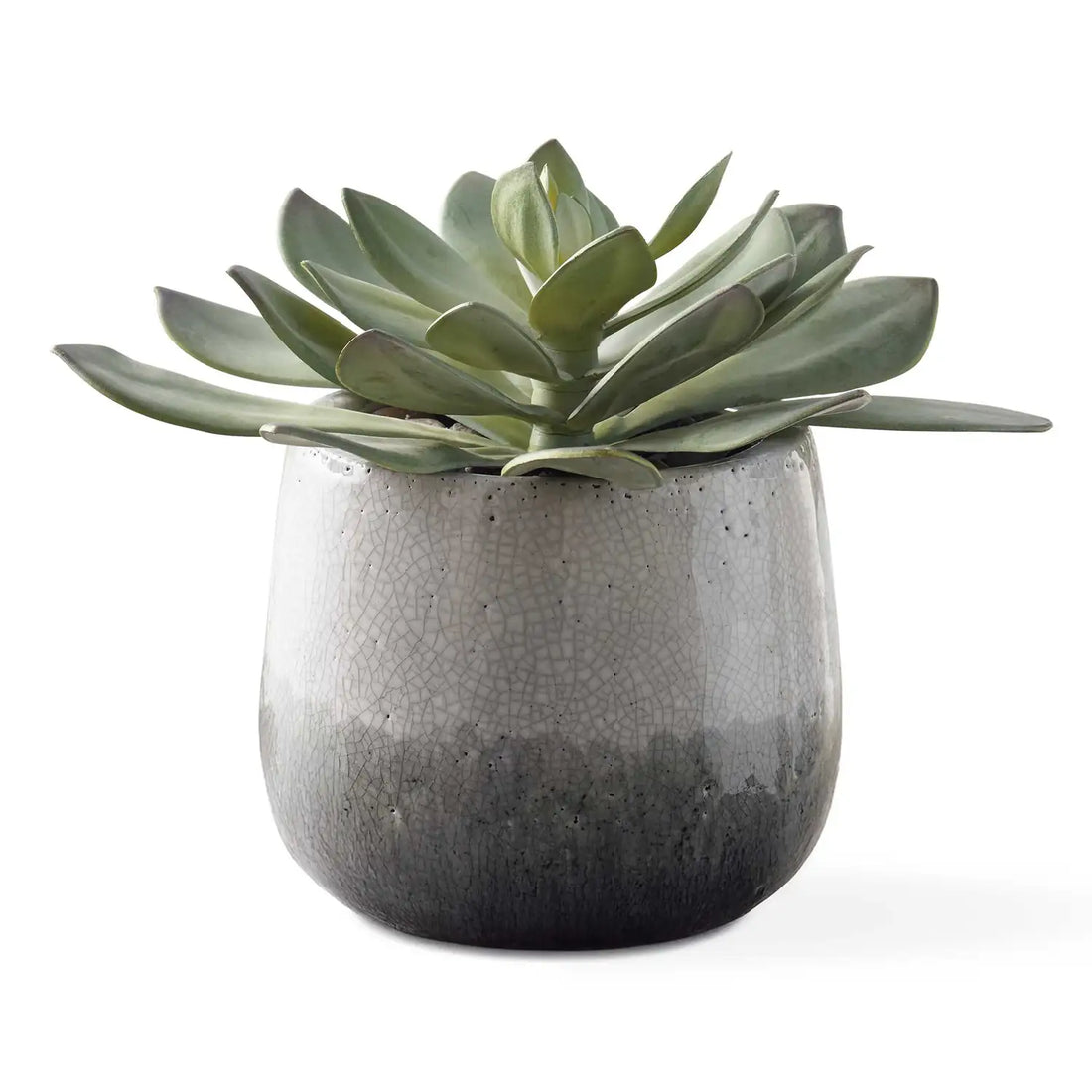 UTTERMOST Dudleya Outdoor Succulent - Decorative Accents
