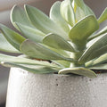 UTTERMOST DUDLEYA OUTDOOR SUCCULENT - Decorative Accents