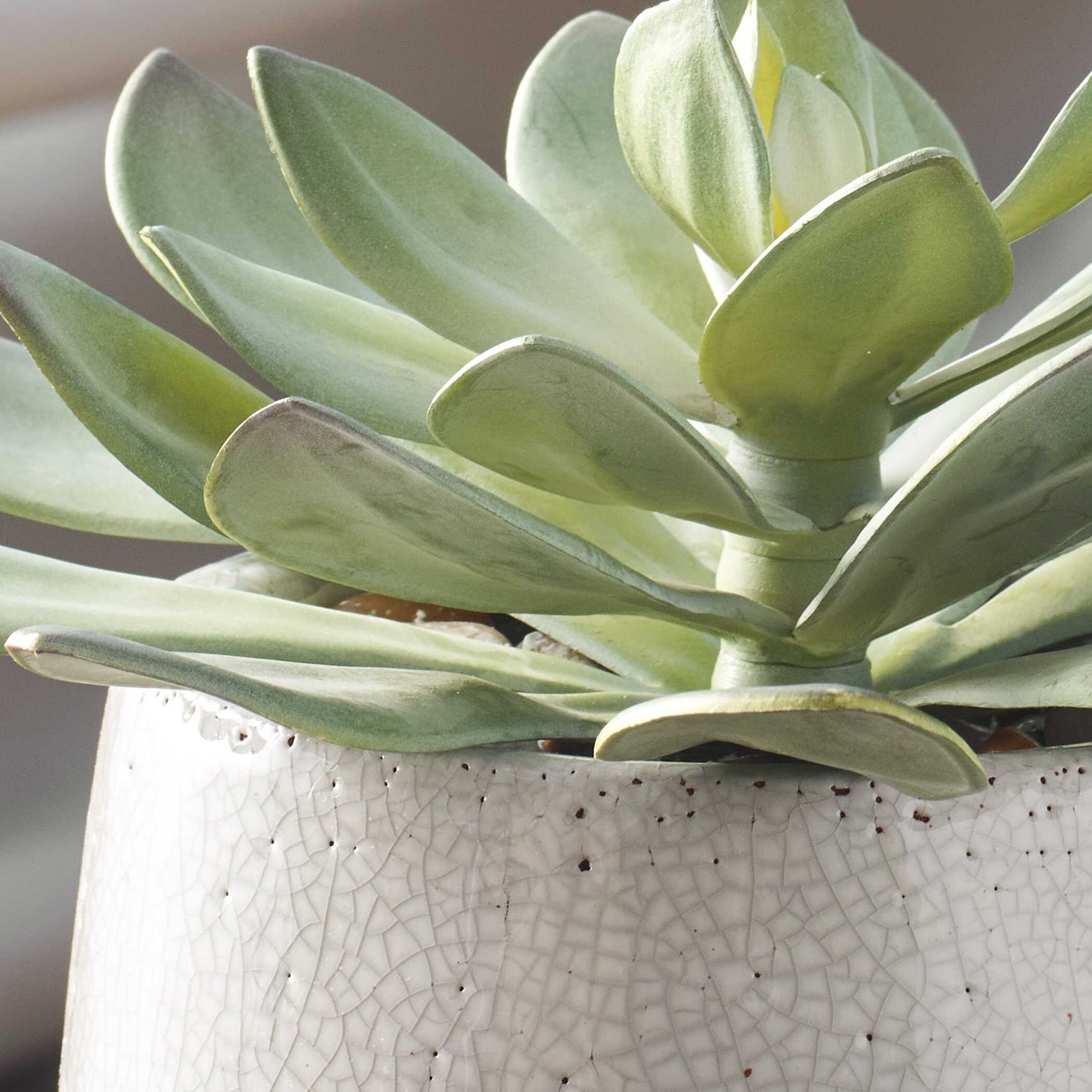 UTTERMOST DUDLEYA OUTDOOR SUCCULENT - Decorative Accents