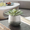 UTTERMOST Dudleya Outdoor Succulent - Decorative Accents