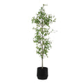 UTTERMOST Boreal Potted Tree - Decorative Accents