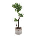 UTTERMOST ARBOR STRAWBERRY TREE - Decorative Accents