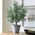 UTTERMOST MARISOL POTTED OLIVE PLANT - Decorative Accents