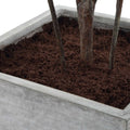 UTTERMOST SONORA OLIVE TREE - Decorative Accents