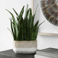UTTERMOST Sansera Snake Accent Plant - Decorative Accents