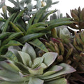 UTTERMOST Greystone Indoor-Outdoor Succulent - Decorative Accents