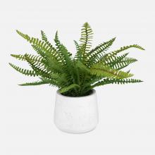 Uttermost 60238 - Uttermost Boston Fern In White Ceramic Pot